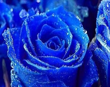 蓝色妖姬的花语与美丽传说（揭秘蓝色妖姬图片背后的花语之谜）
