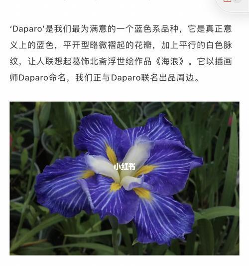 蓝色鸢尾花的神秘花语（探索蓝色鸢尾花背后的意义与寓意）