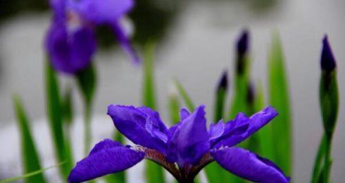 蓝色紫罗兰花语（探寻蓝色紫罗兰的秘密）