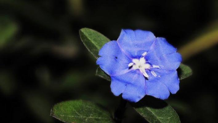 蓝星花的花语与意义（探寻蓝星花背后的情感与象征）