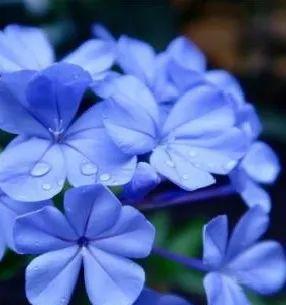 蓝雪花的花语——神秘、纯洁与希望（揭开蓝雪花的花语之谜）