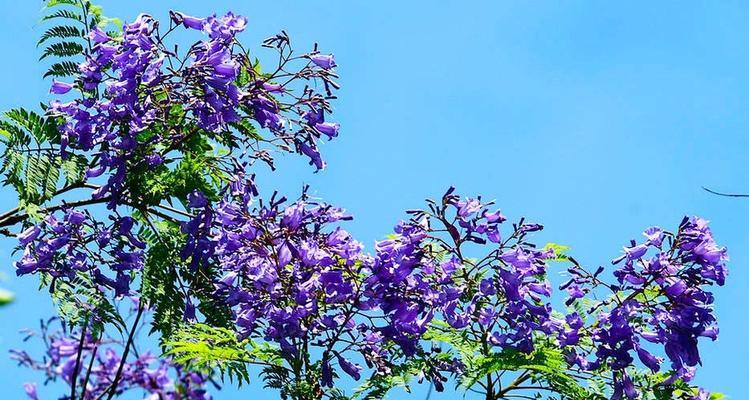 蓝楹花语的含义及魅力（解读蓝楹花的花语与心灵沟通）