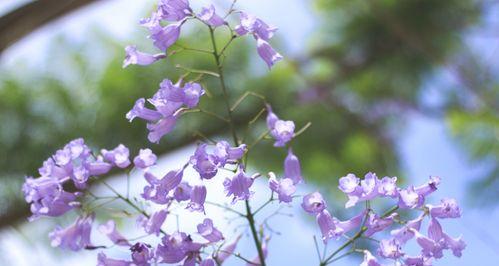 蓝楹树花语的寓意及传说（探索蓝楹树花语的深层含义与传统故事）