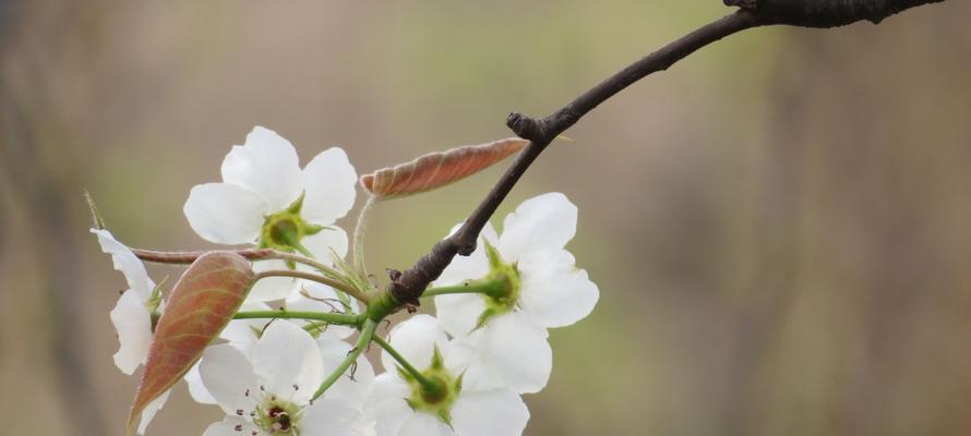 梨花的花语与寓意（探寻梨花背后的含义）