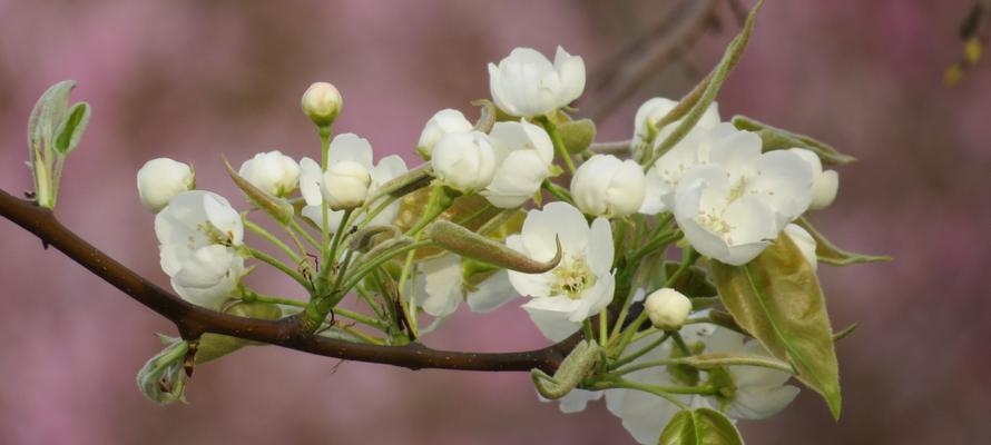 梨花花语的含义及文化传承（探寻梨花花语的深层内涵）