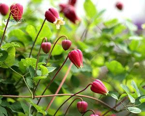 铃铛花花语的传承与意义（铃铛花花语的由来与象征意义）