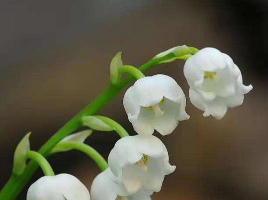 铃兰花（铃兰花语）