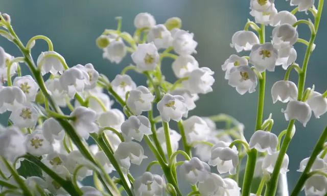 铃兰花的花语与传说（铃兰花）