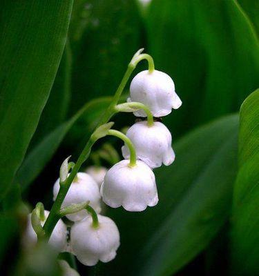 铃兰花（揭秘铃兰花的花语和神秘传说）