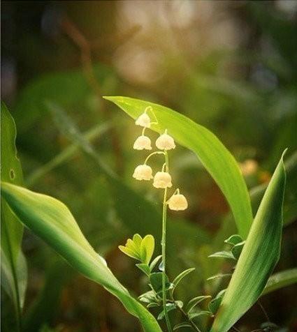 铃兰花（揭秘铃兰花的花语和神秘传说）