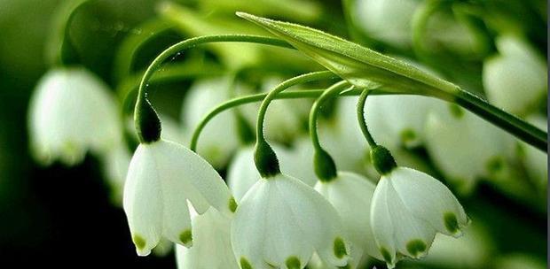 铃兰花（铃兰花语与寓意解析）