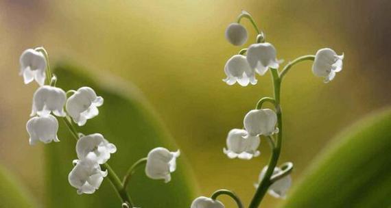 铃兰花语大全及其寓意（探寻铃兰花语）