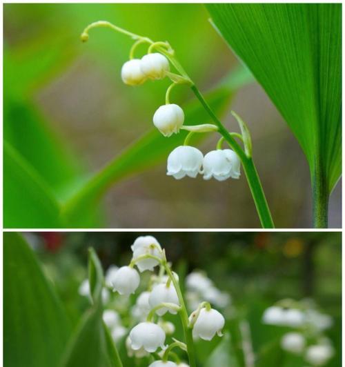 铃兰花语大全及其寓意（探寻铃兰花语）