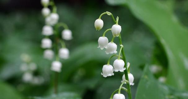 铃兰花的美丽与寓意（探寻铃兰花的花语和象征意义）