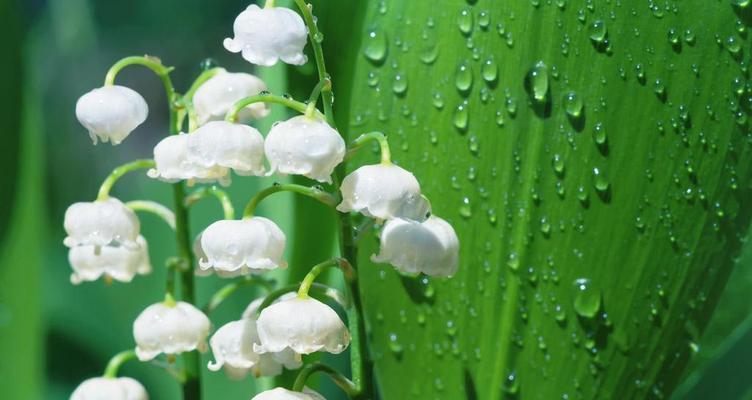 铃兰花的美丽与寓意（探寻铃兰花的花语和象征意义）