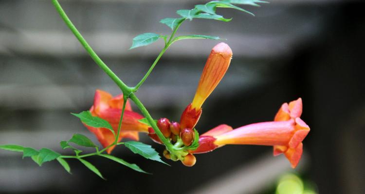 凌霄花——光明之花（凌霄花的花语与象征）