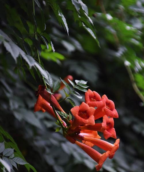 凌霄花——光明之花（凌霄花的花语与象征）