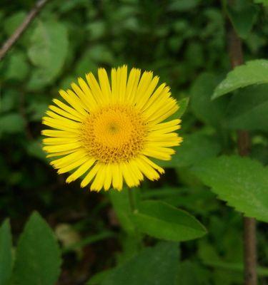 六月菊花语（用花语诠释勇气与希望）