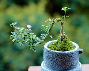 《六月雪的花语与寓意》（迷人的花朵）