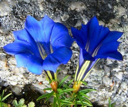 龙胆花之花语——勇敢、坚强与希望的象征（揭示龙胆花花语的含义及其象征意义）