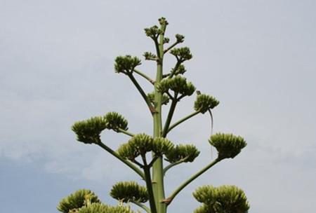 龙舌兰的花语与传说（探寻龙舌兰背后的神秘与力量）