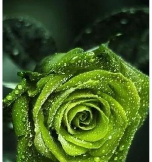 绿玫瑰的象征意义与传说（探寻绿玫瑰的深刻内涵）