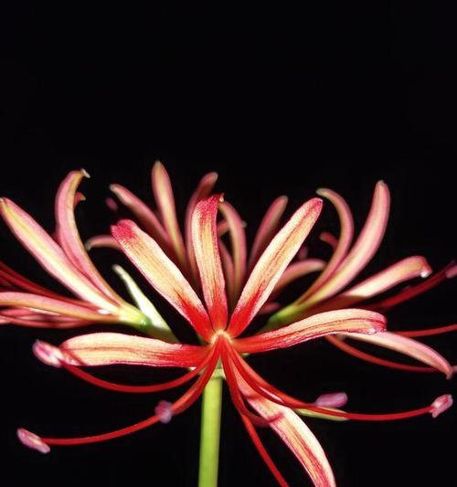 曼珠沙华的传说与花语（探寻曼珠沙华的起源）