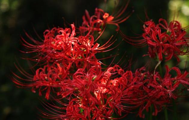 曼珠沙华花语传递的美丽与坚强（以美丽的曼珠沙华花语传递坚强的力量）