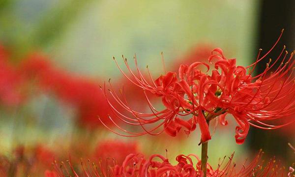 曼珠沙华花语与寓意（探索曼珠沙华的花语）