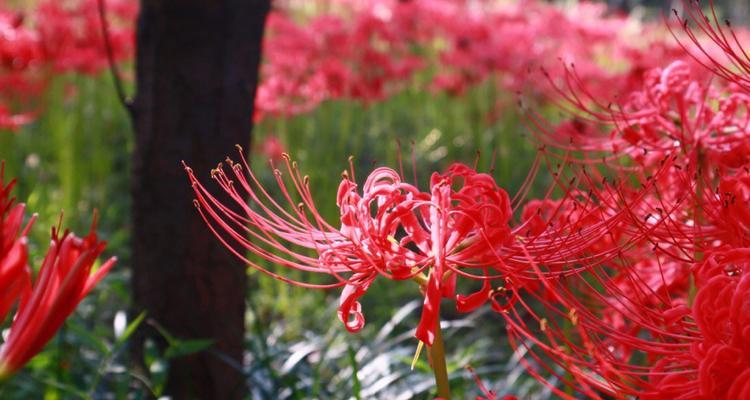 曼珠沙华（探索曼珠沙华的花语与美丽内涵）