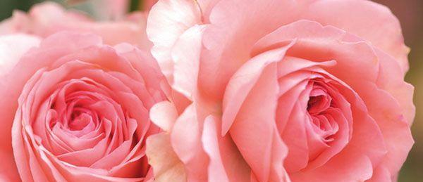 玫瑰花的花语及象征意义（探索玫瑰花的传情与神秘）