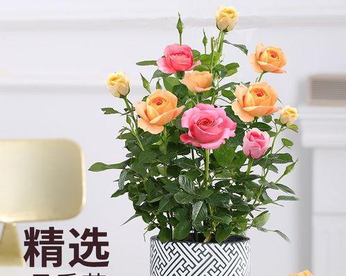 玫瑰的含义和象征（探索玫瑰花所传达的情感和寓意）