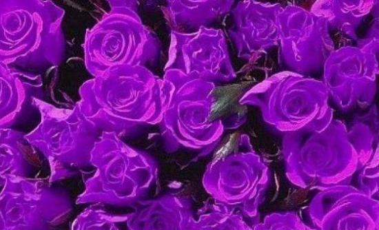 16朵玫瑰花的花语之美（玫瑰花语的含义及其象征的情感）
