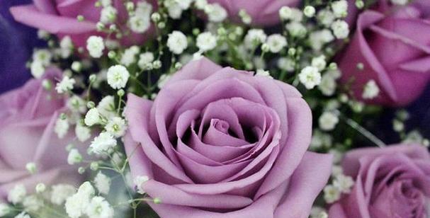 玫瑰花的意义与象征——浪漫、爱情与美（鲜花中的女王——玫瑰花的种类）