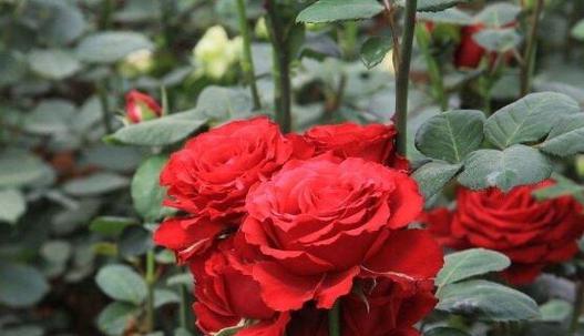 玫瑰花的意义与象征——浪漫、爱情与美（鲜花中的女王——玫瑰花的种类）