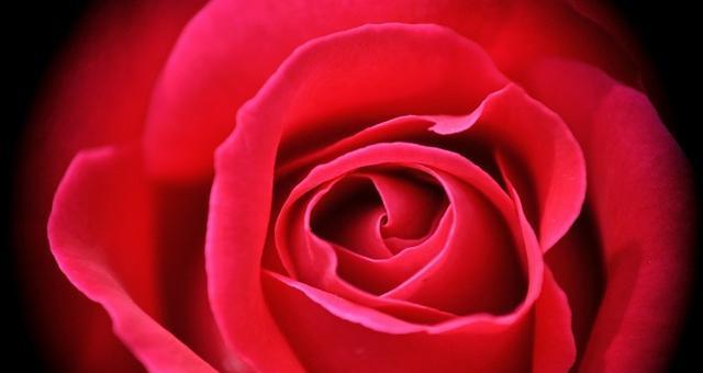 玫瑰花的真正含义（探寻爱情和美丽的象征）