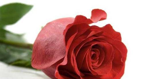 玫瑰花的真正含义（探寻爱情和美丽的象征）