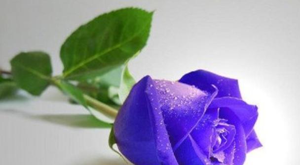 17朵玫瑰花的花语意义（一朵朵代表爱情的鲜花）