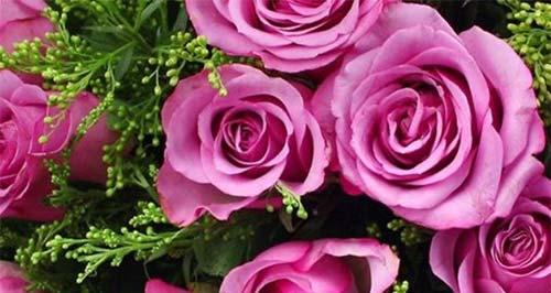 十二支玫瑰花的花语之解读与传承（探索传统文化中十二支玫瑰花的神秘语言）