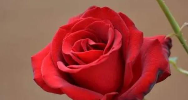 玫瑰花的含义与象征（玫瑰花的不同数量所代表的情感和意义）
