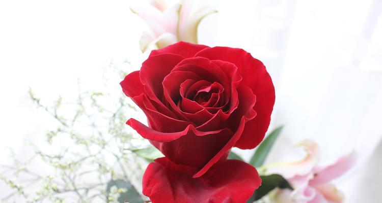 玫瑰花的品格花语（探索玫瑰花象征的品格和花语）