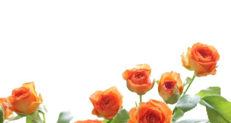 玫瑰花的品格花语（探索玫瑰花象征的品格和花语）