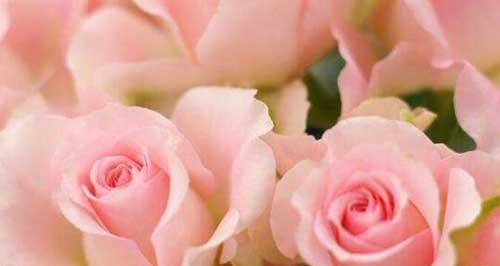 玫瑰花的美丽与象征意义（探索玫瑰花背后的寓意与魅力）