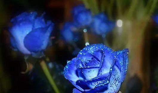 玫瑰花色的意义与象征——探寻鲜花世界的奇妙语言（从红到蓝）