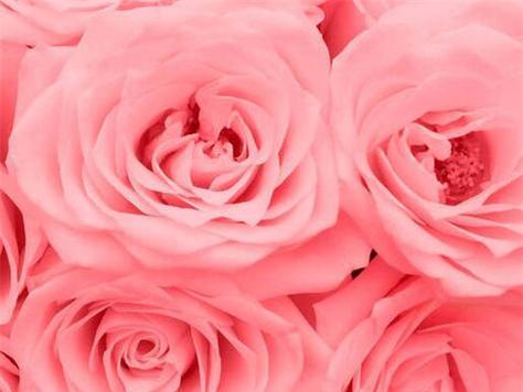 玫瑰花色的意义与象征——探寻鲜花世界的奇妙语言（从红到蓝）