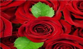 玫瑰花的象征意义与魅力（探寻玫瑰花的美与深意）