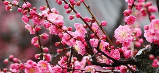 梅花的花语与意义（探索梅花的深层内涵）