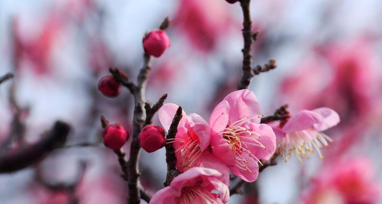 梅花之美（以梅花的坚韧精神为榜样）