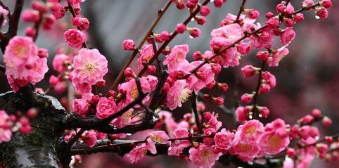 梅花之美（以梅花的坚韧精神为榜样）