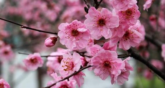 梅花的象征意义（探寻梅花在中国文化中的独特地位）